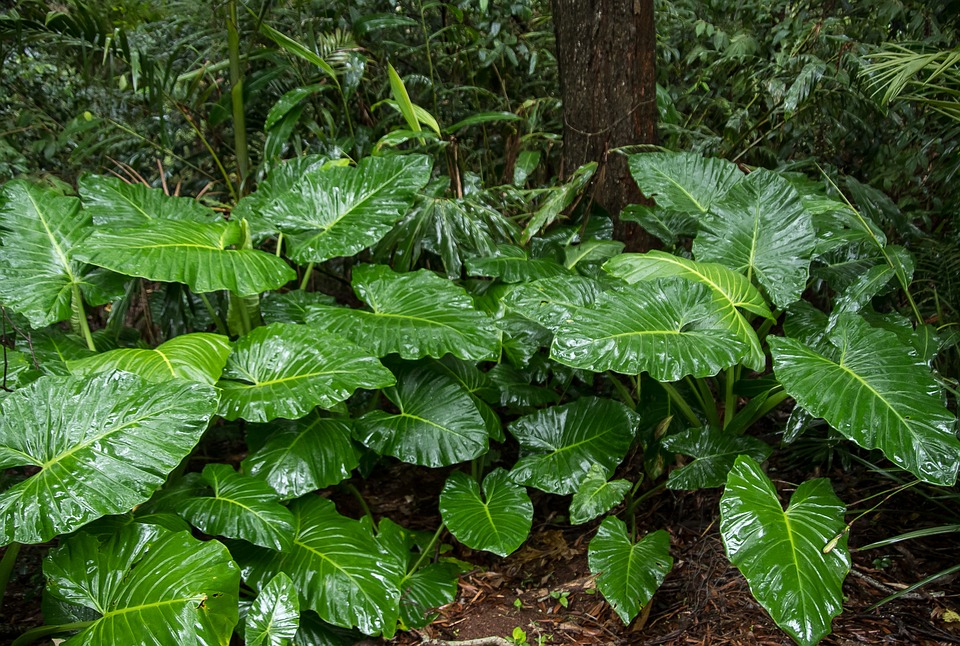 Eksotične Rastline V Tropskem Gozdu